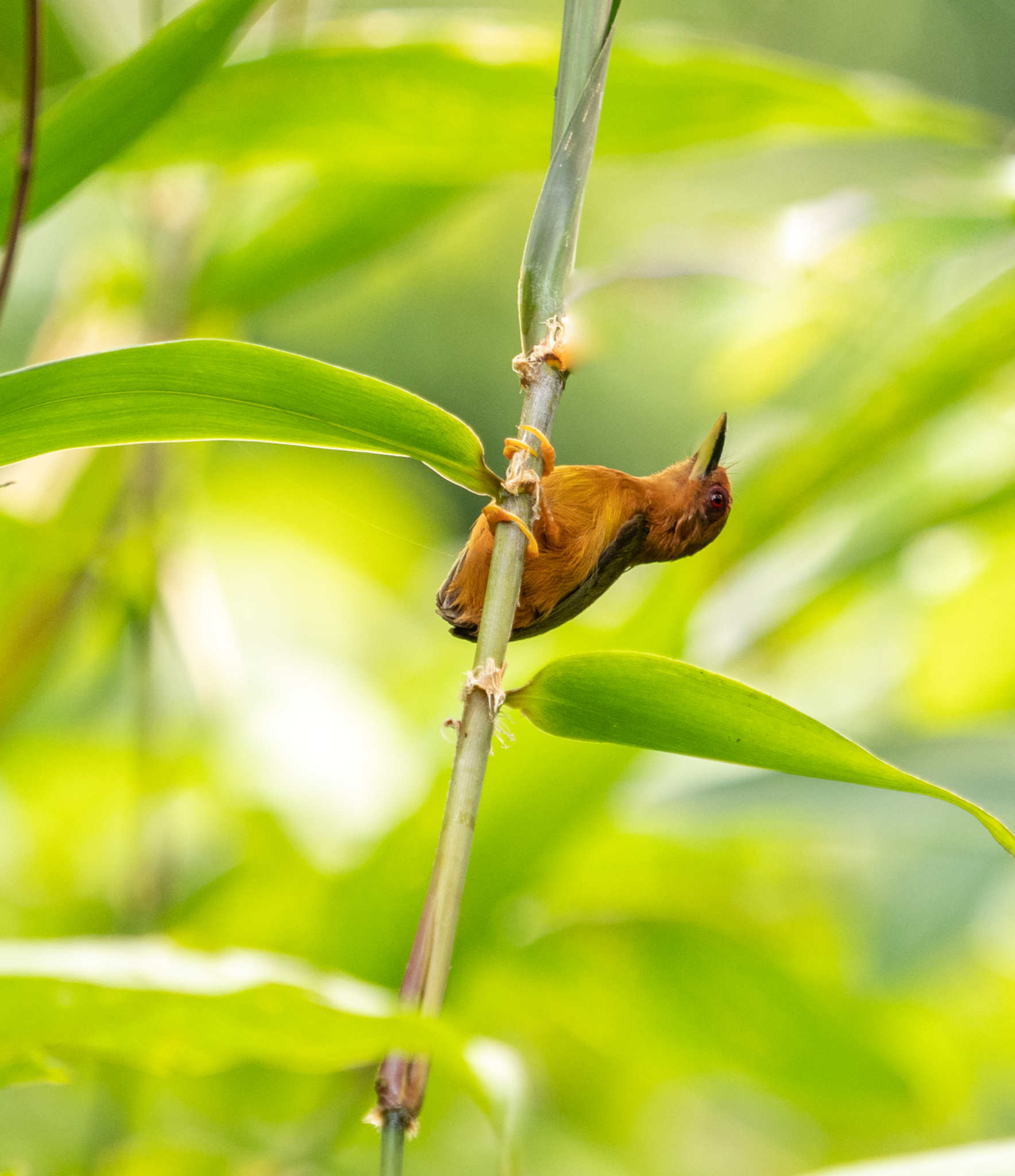 Rufuous Piculet 1
